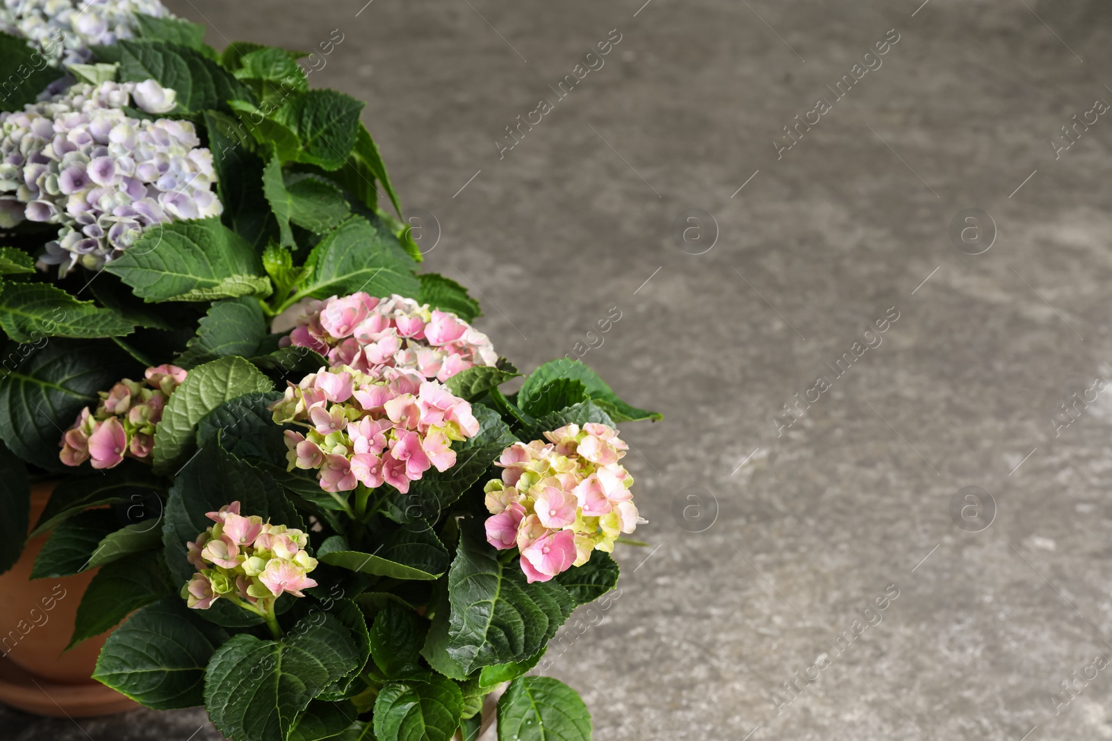 Photo of Beautiful blooming hortensia plants on grey stone background. Space for text