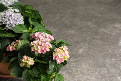 Photo of Beautiful blooming hortensia plants on grey stone background. Space for text