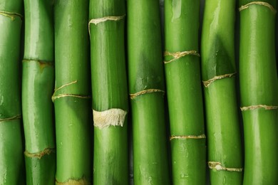 Pieces of beautiful wet green bamboo stems as background, top view