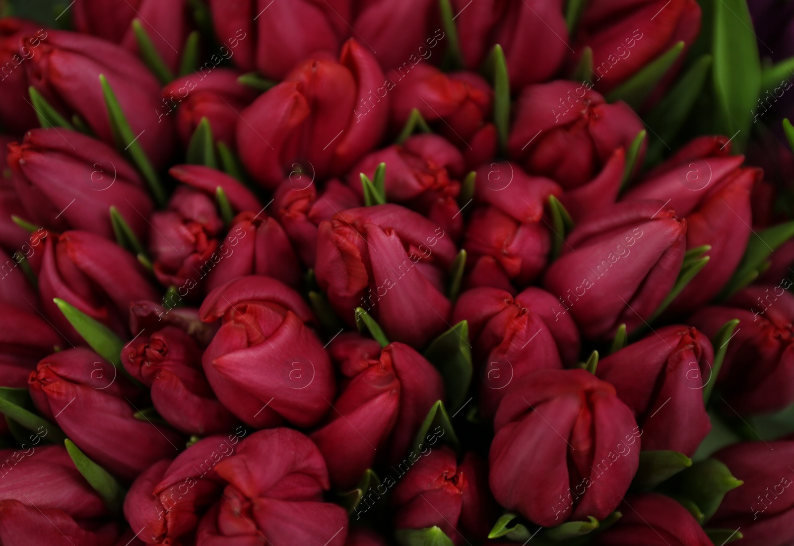 Photo of Beautiful bouquet of tulip flowers as background, closeup