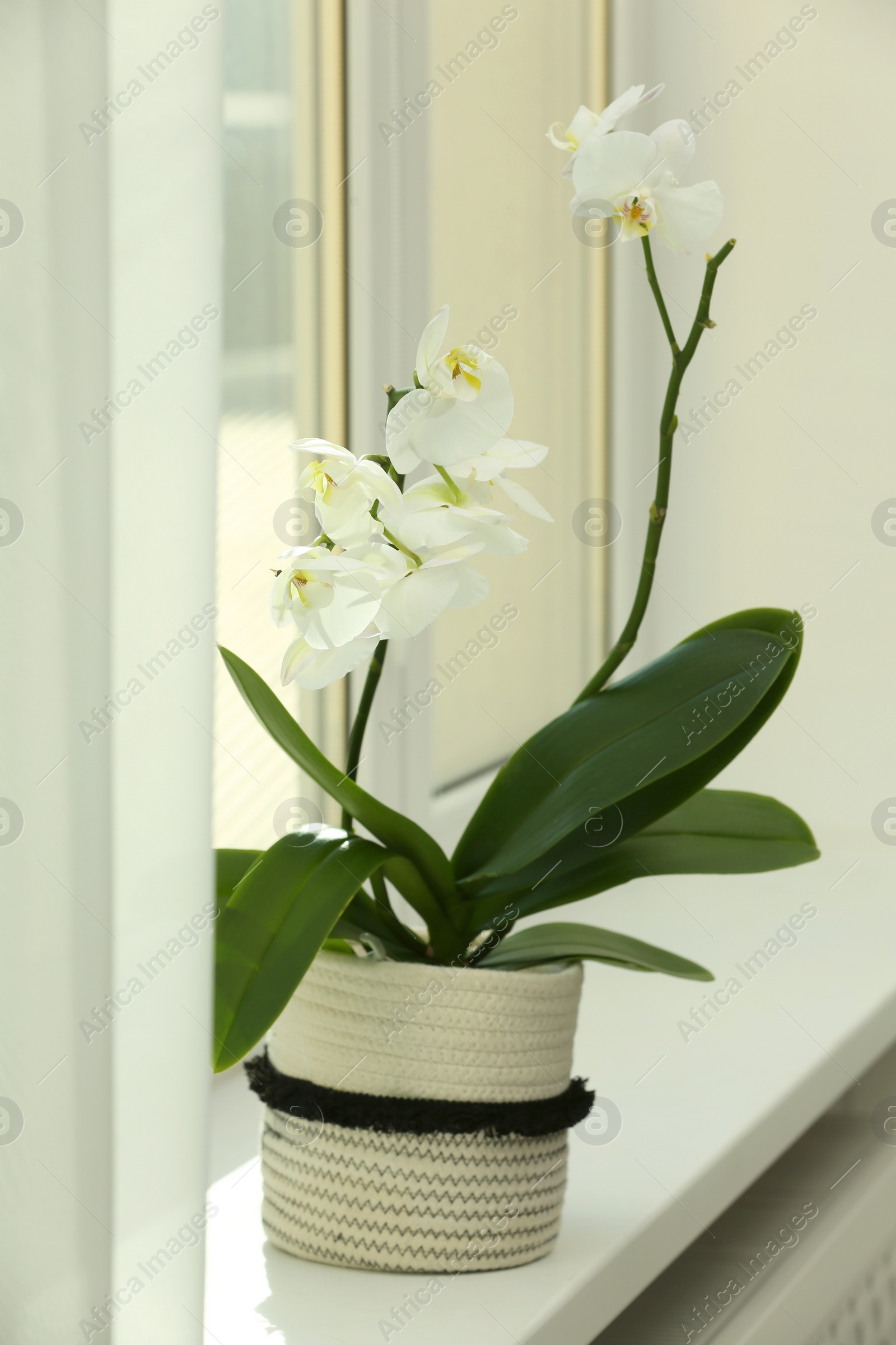 Photo of Blooming white orchid flower in pot on windowsill