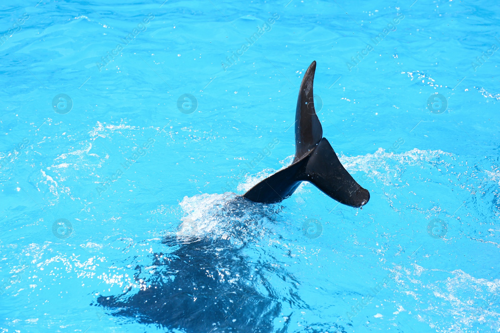 Photo of Dolphin jumping in pool at marine mammal park