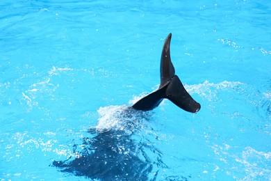 Photo of Dolphin jumping in pool at marine mammal park