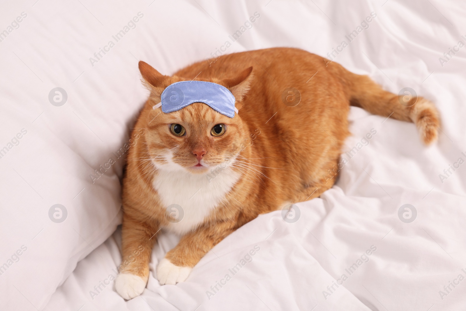 Photo of Cute ginger cat with sleep mask resting on bed