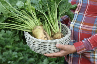 Photo of Man holding wicker basket with white beets in field, closeup