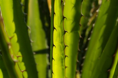 Photo of Closeup view of beautiful Agave leaves. Exotic plant