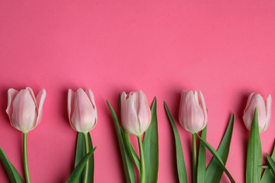 Photo of Beautiful spring tulips on pink background, flat lay. Space for text