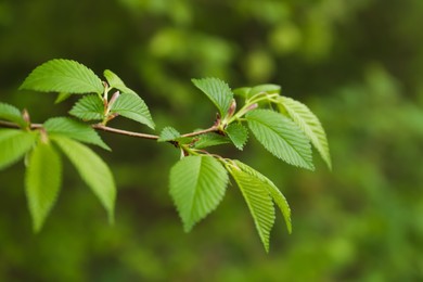 Photo of Tree branch with green leaves outdoors, closeup. Spring season