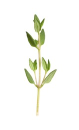 Aromatic thyme sprig on white background. Fresh herb