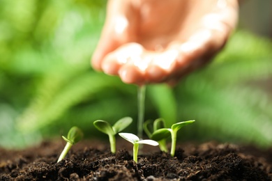 Photo of Woman pouring water in soil, focus on seedlings