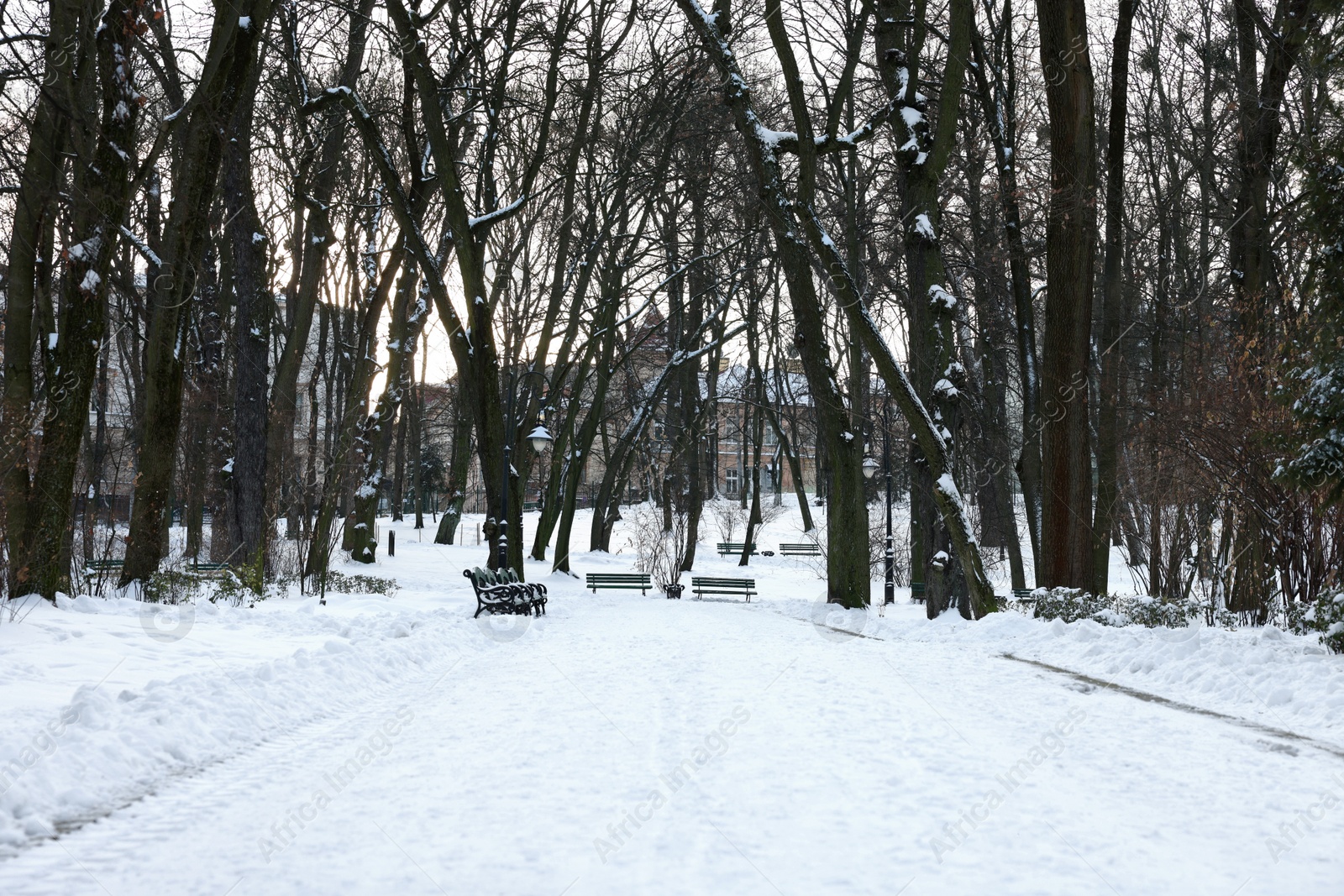 Photo of Trees and pathway covered with snow in winter park