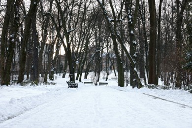 Photo of Trees and pathway covered with snow in winter park