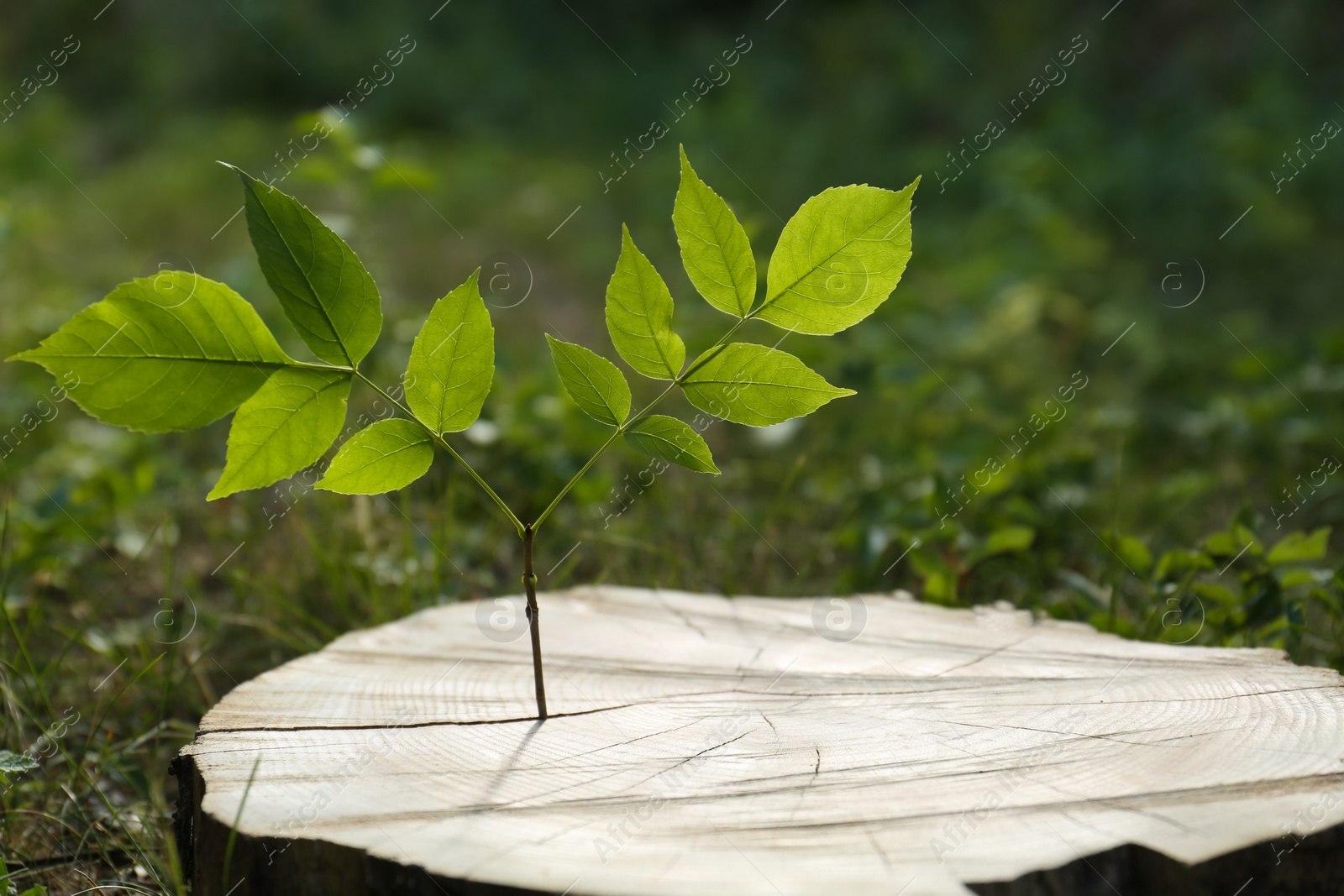 Photo of Seedling growing out of tree stump outdoors. New life concept