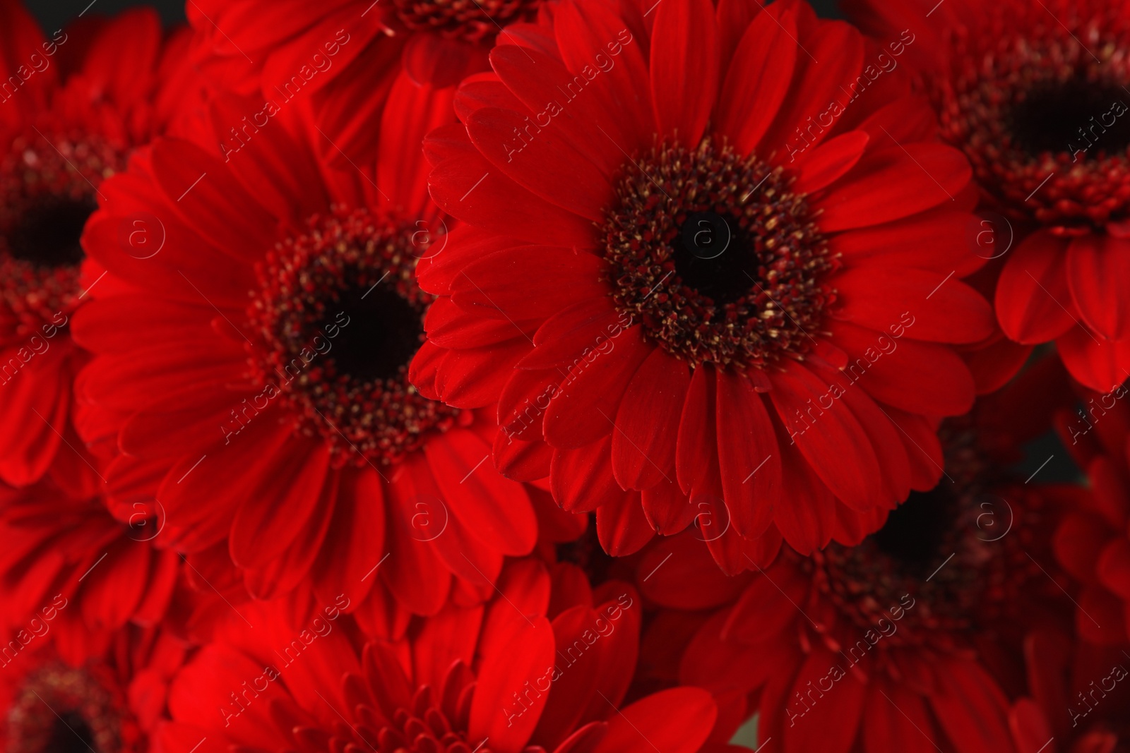 Photo of Bouquet of beautiful red gerbera flowers as background, closeup