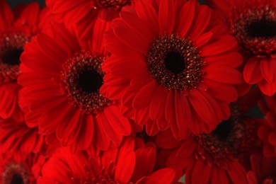 Photo of Bouquet of beautiful red gerbera flowers as background, closeup