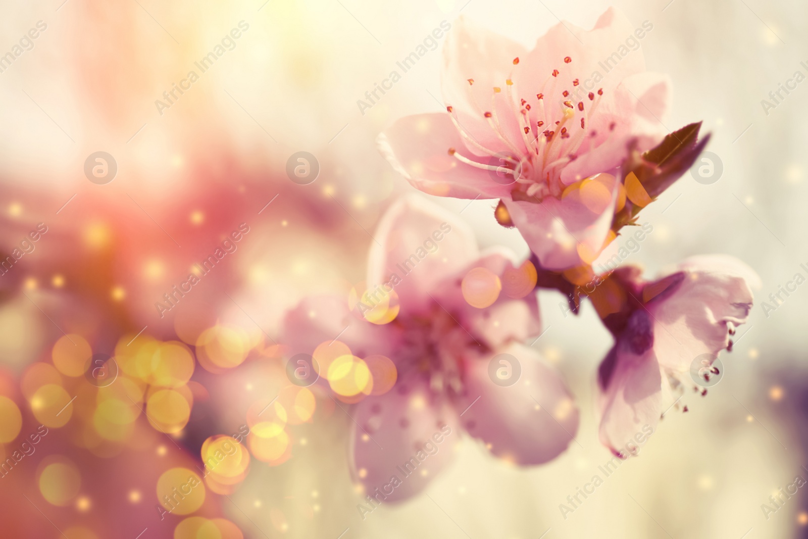 Image of Closeup view of blossoming tree outdoors on spring day