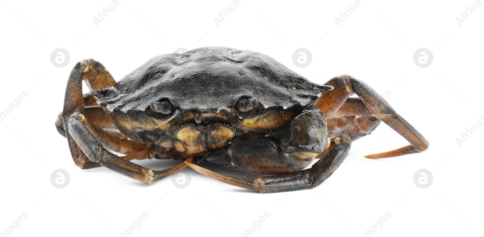 Photo of One fresh raw crab isolated on white