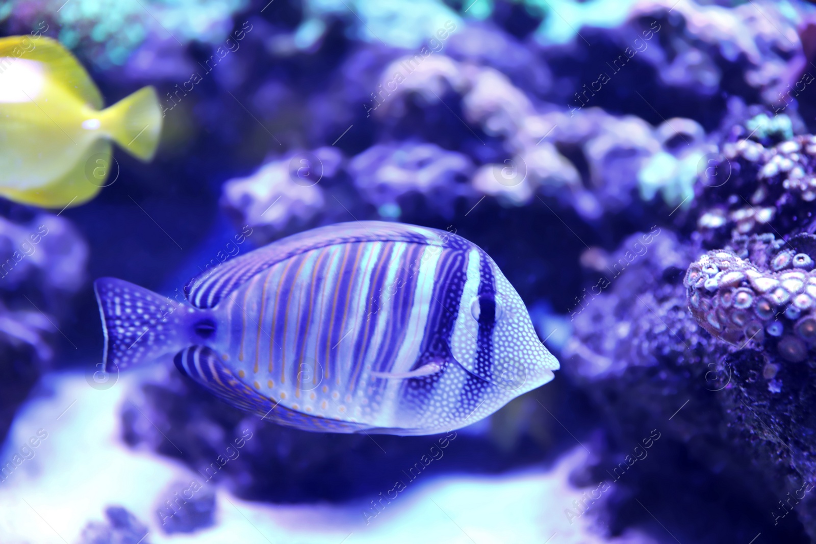 Photo of Beautiful butterfly fish in clear aquarium water