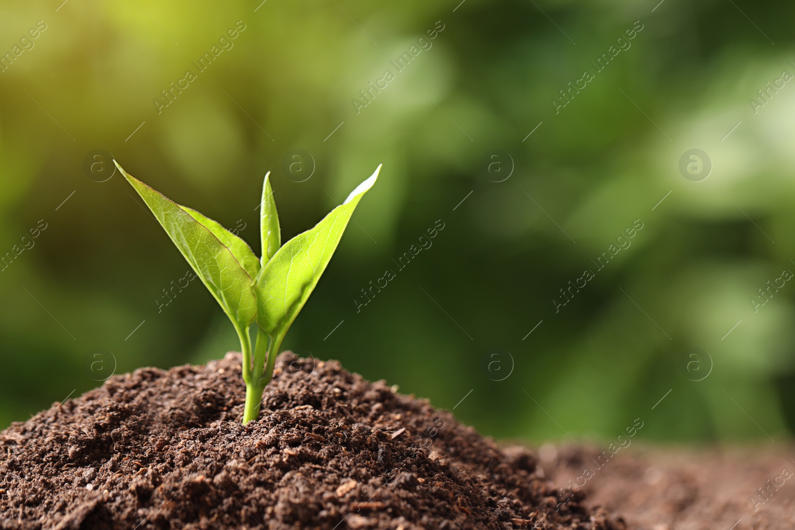 Photo of Young plant in fertile soil on blurred background, space for text. Gardening time