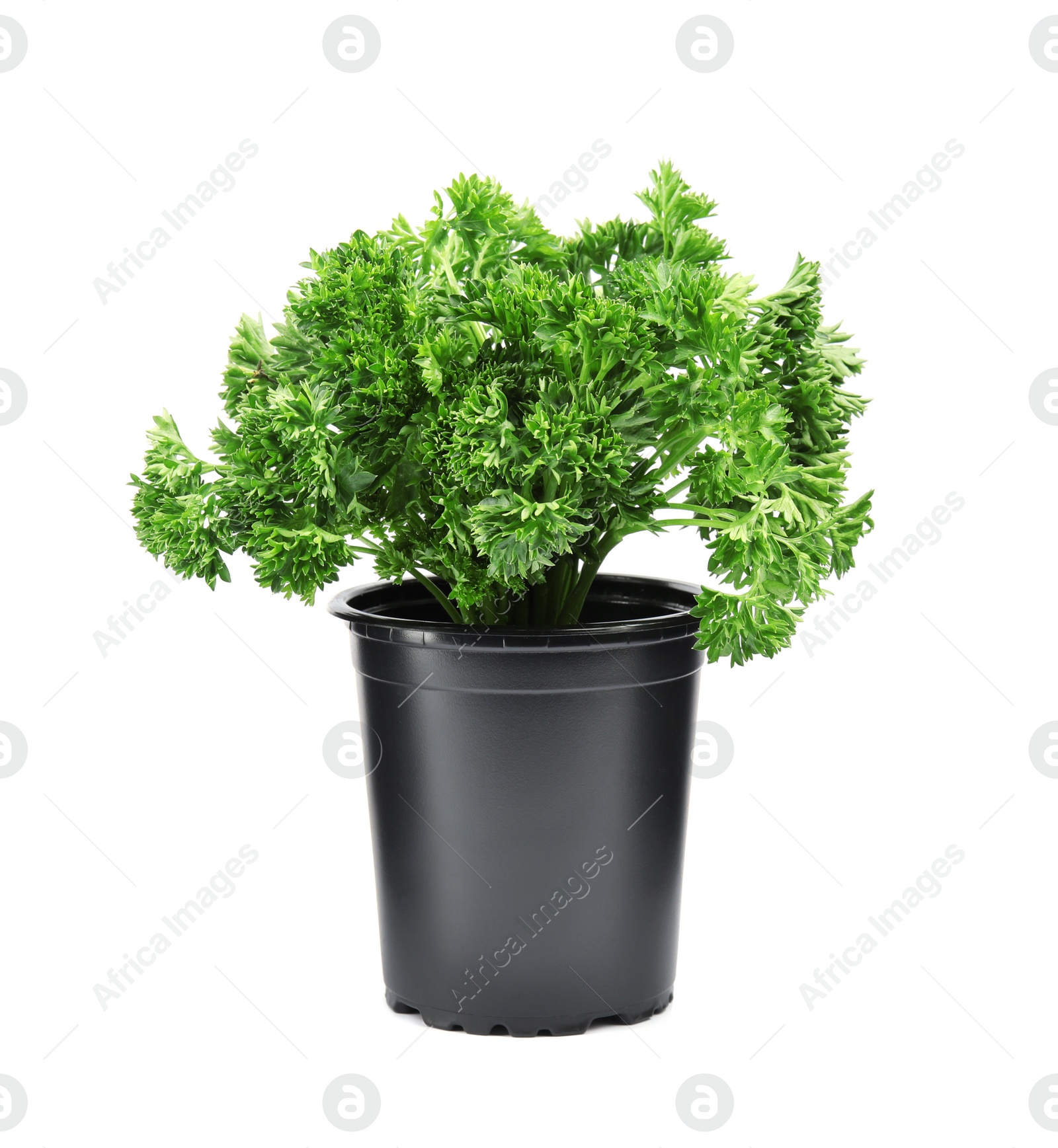 Photo of Fresh green organic parsley in pot on white background