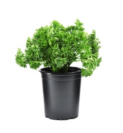 Photo of Fresh green organic parsley in pot on white background