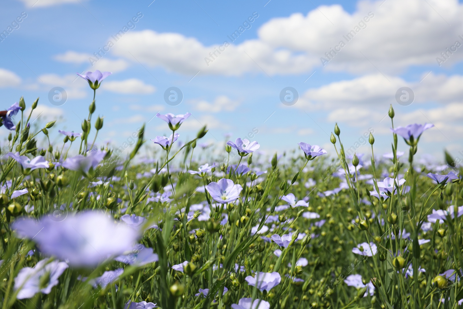 Photo of Beautiful view of blooming flax field on summer day