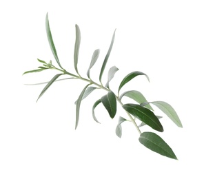 Twig with fresh green olive leaves on white background