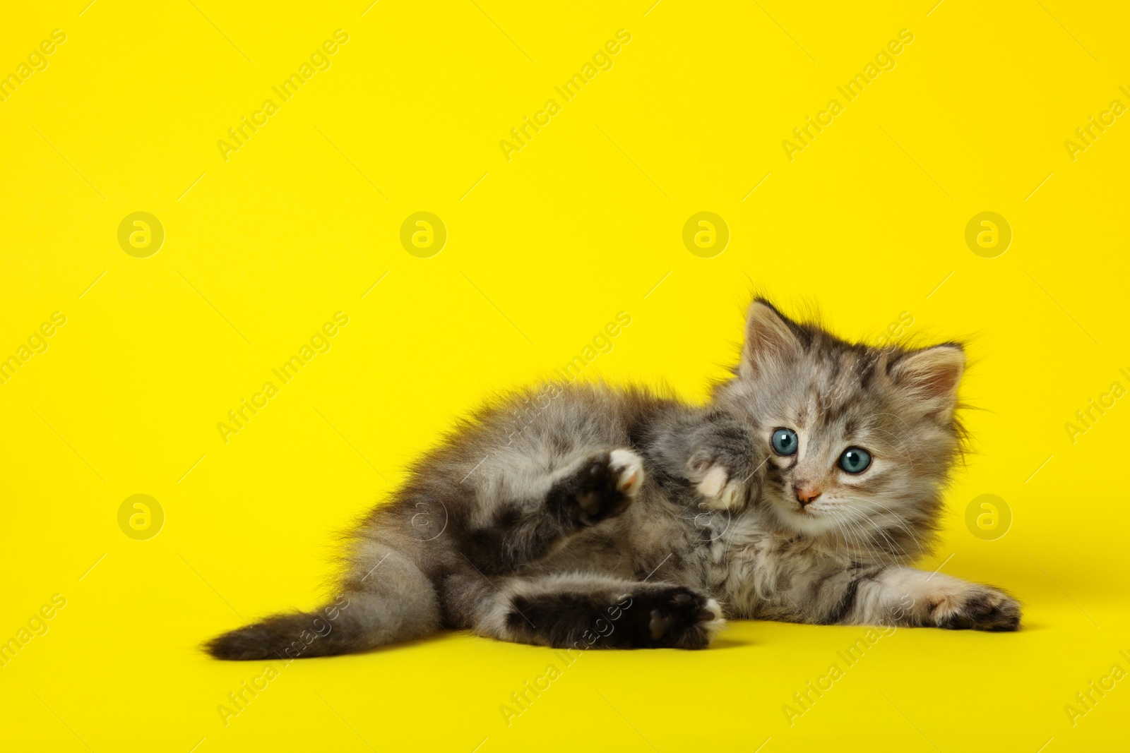 Photo of Cute kitten on yellow background. Space for text