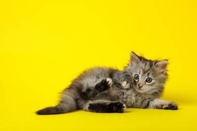 Cute kitten on yellow background. Space for text