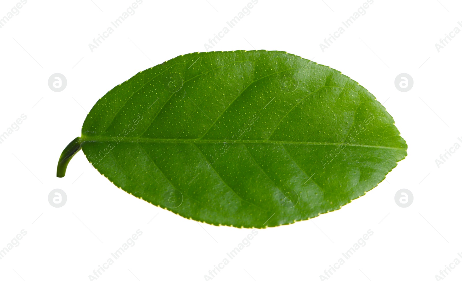 Photo of Green leaf of lemon tree isolated on white