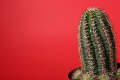 Beautiful green cactus in pot on red background, space for text. Tropical plant
