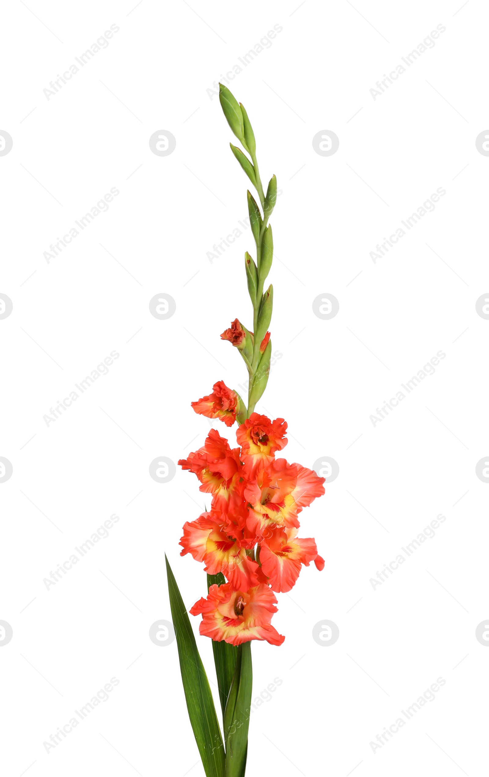 Photo of Beautiful fresh gladiolus flowers on white background