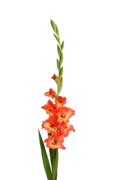 Photo of Beautiful fresh gladiolus flowers on white background