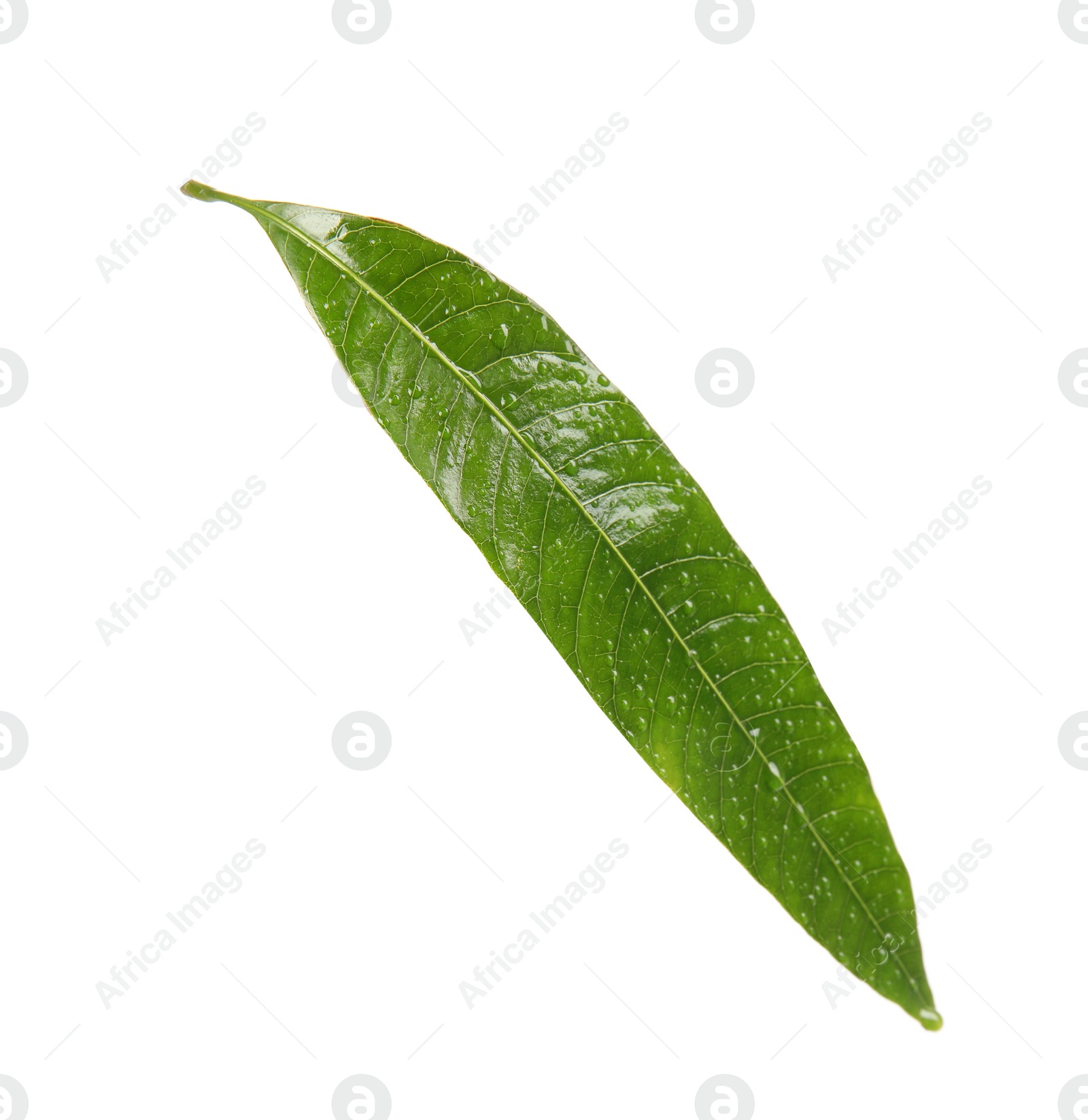 Photo of Green mango leaf with water drops on white background