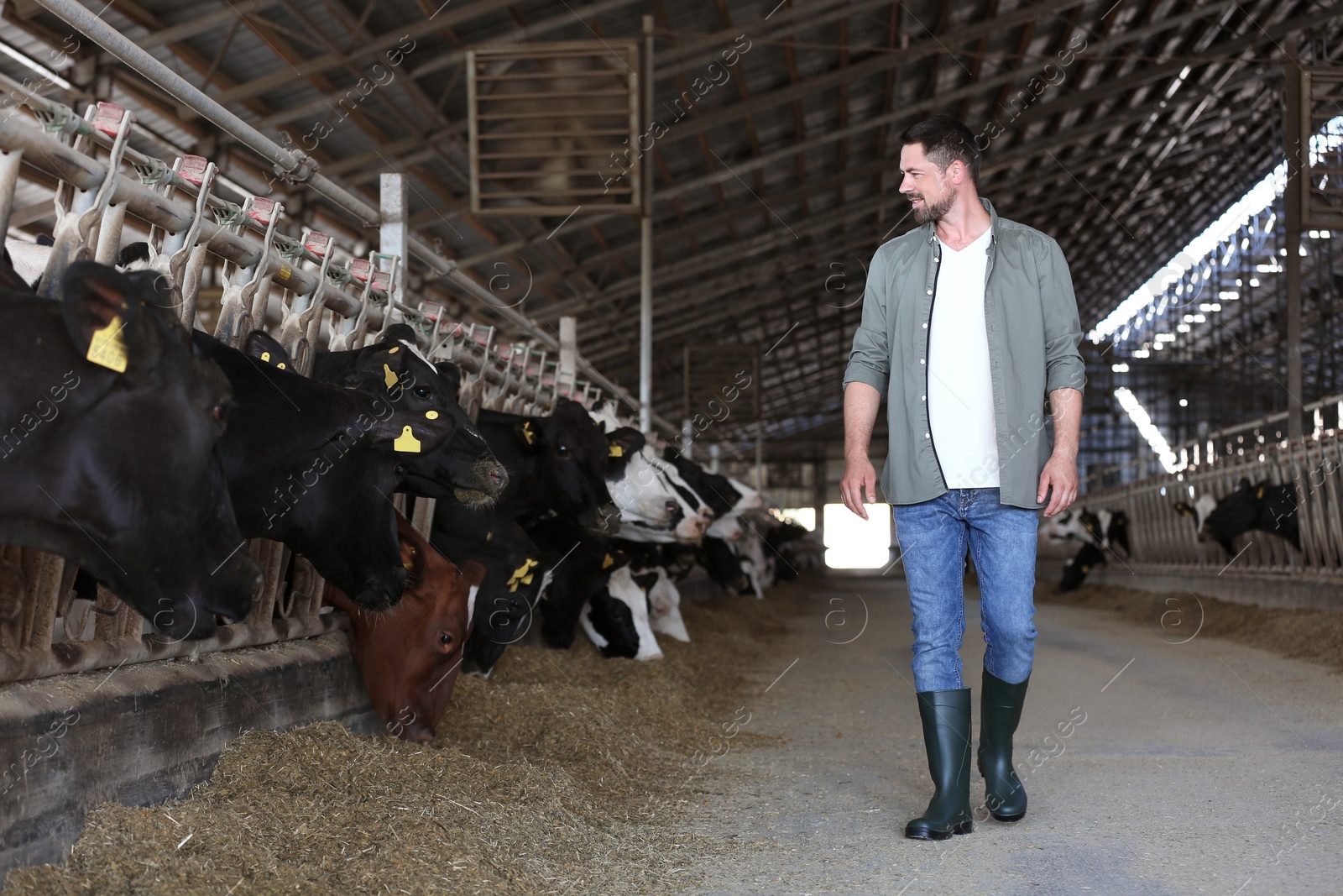 Photo of Man in cowshed on farm. Animal husbandry