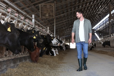 Man in cowshed on farm. Animal husbandry