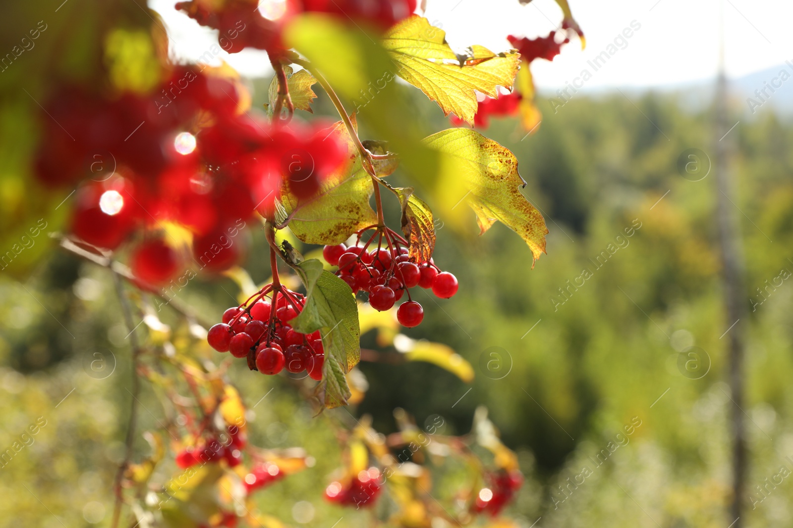 Photo of Beautiful Viburnum shrub with bright berries growing outdoors