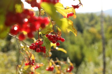 Photo of Beautiful Viburnum shrub with bright berries growing outdoors