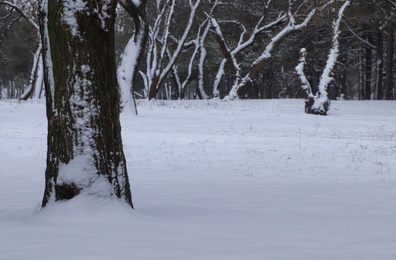 Photo of Picturesque view of beautiful forest covered with snow