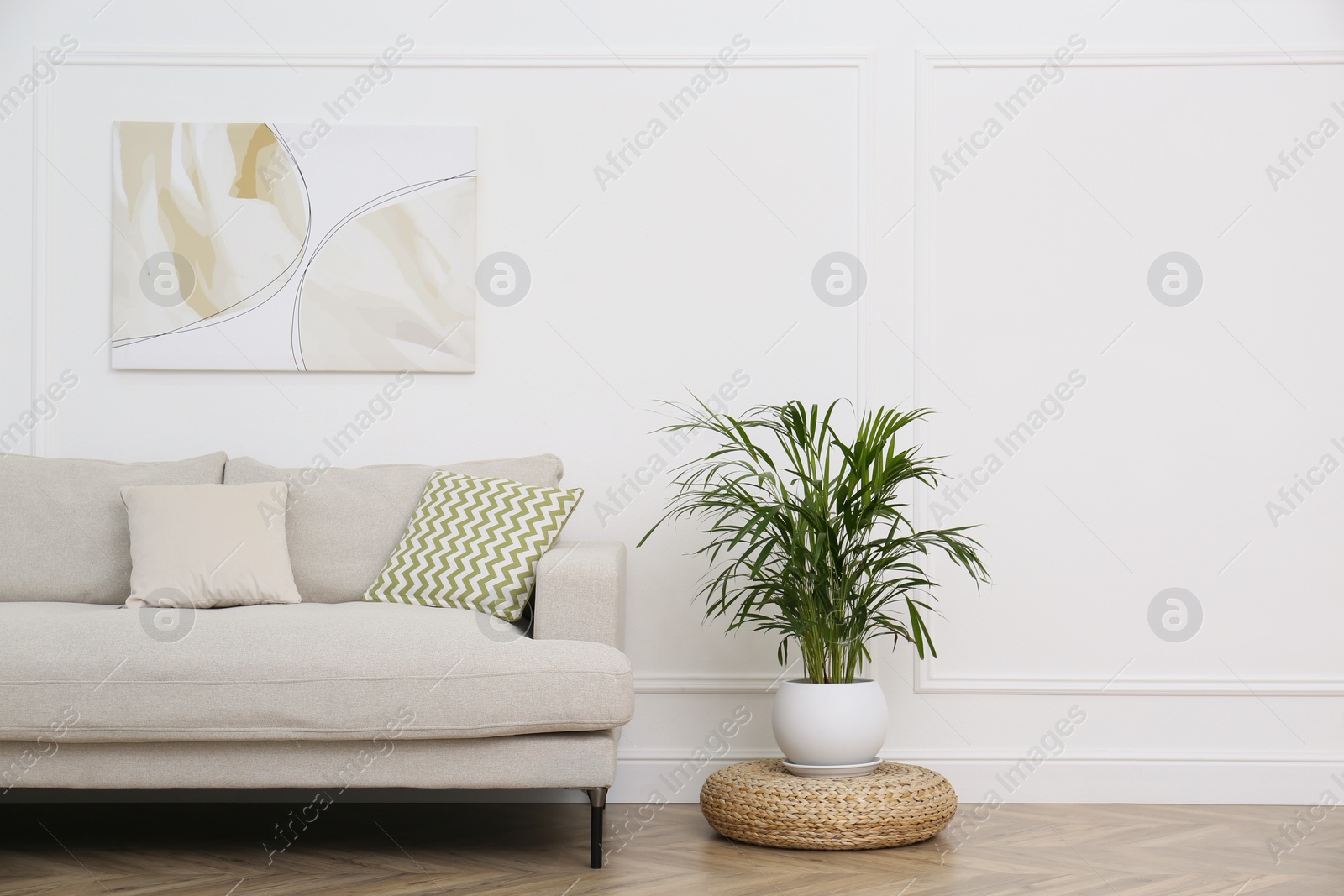 Photo of Comfortable sofa and houseplant near white wall in living room