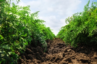 Beautiful view of carrot field on sunny day. Organic farming