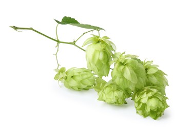 Photo of Branch of fresh green hops on white background