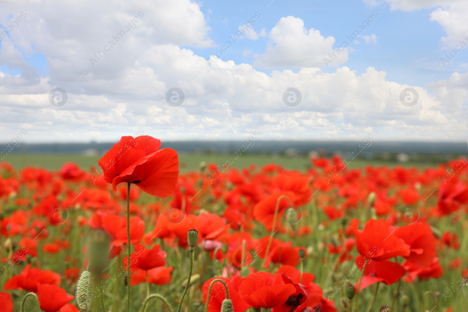 Photo of Beautiful red poppy flowers growing in field