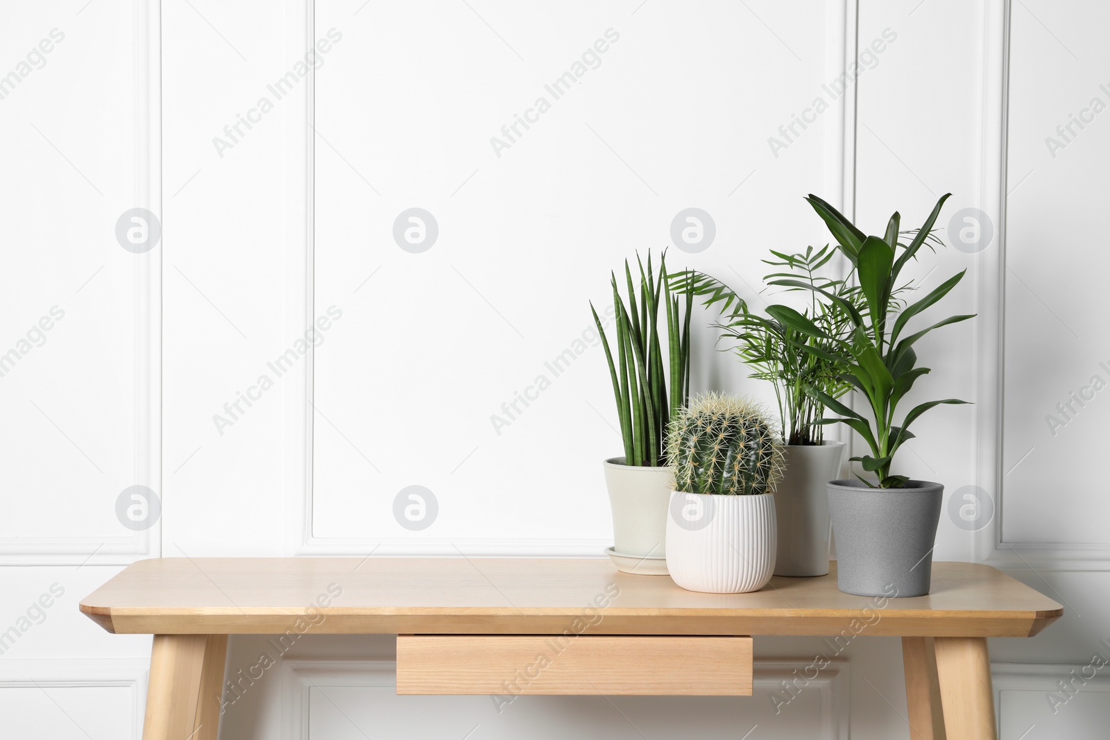 Photo of Many different plants in pots on wooden table indoors, space for text. House decor