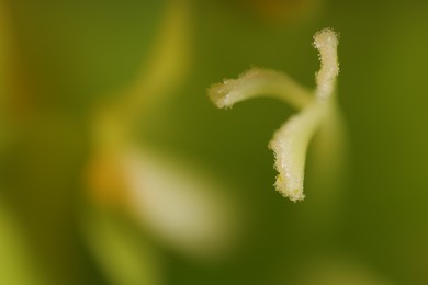 Beautiful light green Gladiolus flower as background, macro view