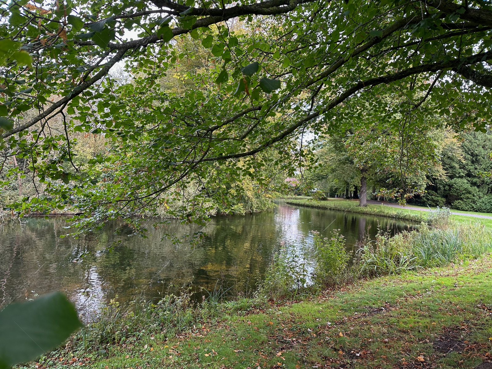 Photo of Beautiful pond and different trees in park