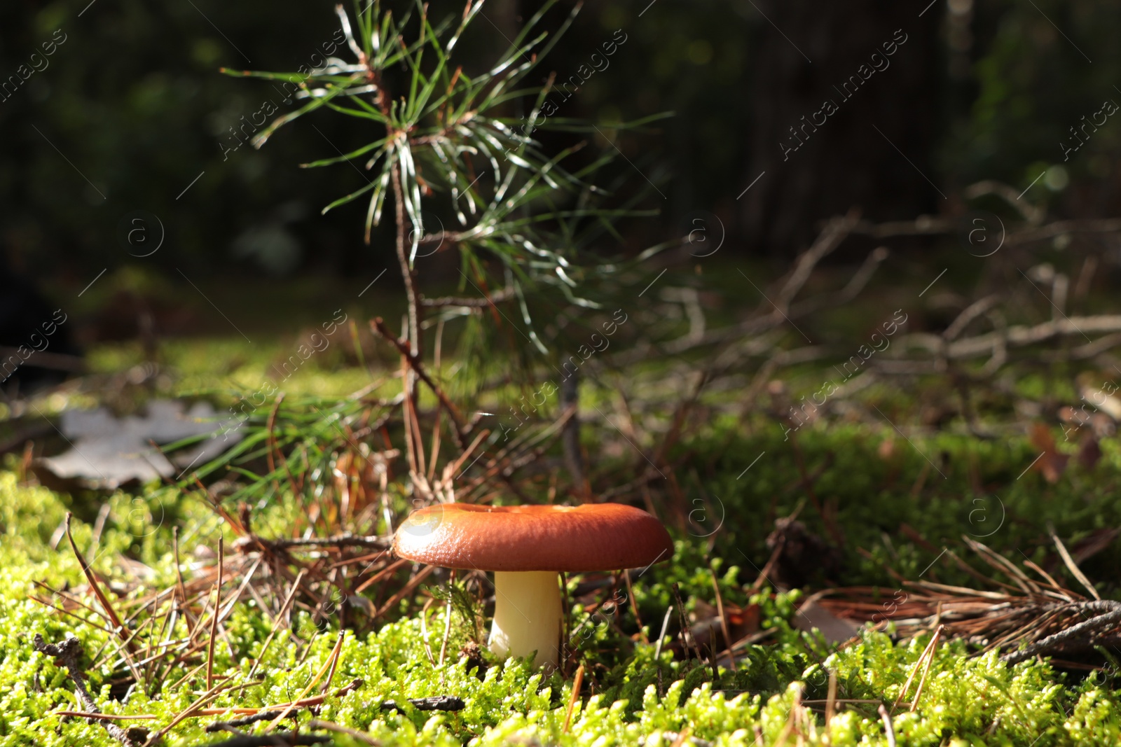 Photo of Russula mushroom growing among green grass in forest