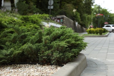 Photo of Beautiful green juniper growing outdoors. Gardening and landscaping