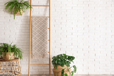 Photo of Beautiful green potted plants in stylish room interior. Space for text