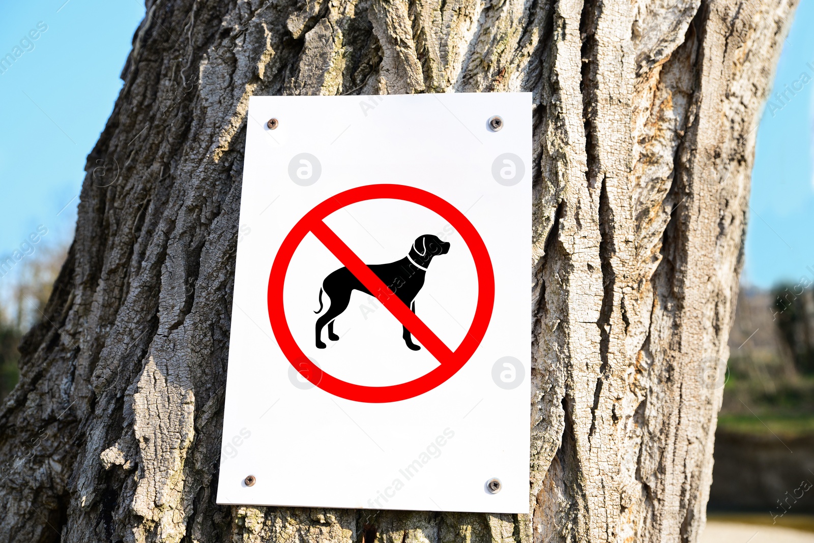 Image of Sign NO DOGS ALLOWED on tree trunk outdoors